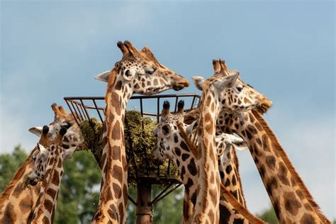 aanbieding safaripark beekse bergen vanaf  eurpersoon  extra verborgen deals tips