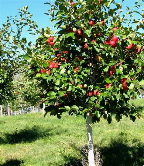 honeycrisp apple tree apple tree  seed apple tree trees  plant