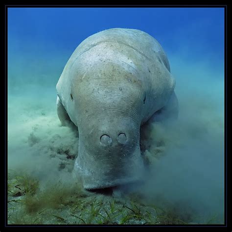 dugong unterwasser tiere seltsame tiere tiere