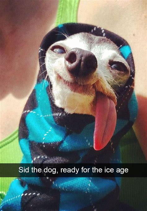 humorous dog pics  memes     laugh
