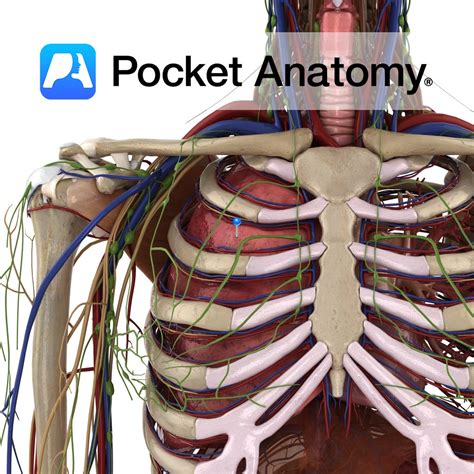 lung pocket anatomy
