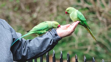 green parrots  london  location   photograph parakeets