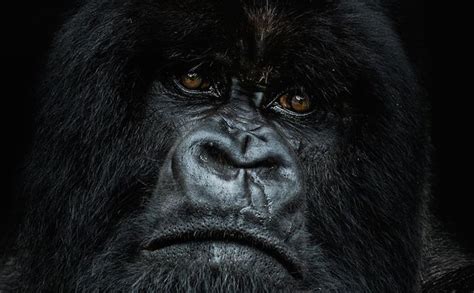 ai ap pro photo daily books remembering great apes  kickstarter