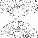 Fmri Brodmann Cognition Empirical Cortex Elliott Textbook sketch template