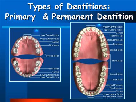 human dentition powerpoint    id