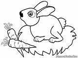 Mewarnai Kelinci Hewan Binatang Kebun Peliharaan Sketsa Diwarnai Berkaki Burung Hitam Nama Pemandangan Paud Elang Terbaru Empat Albi Kurban Bestkartun sketch template