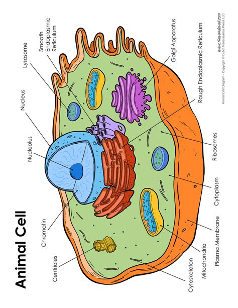 animal cell diagram labeled tims printables