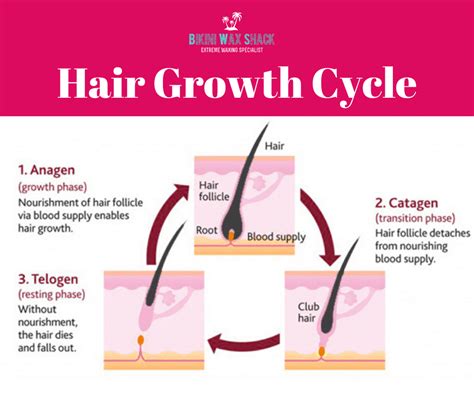 hair growth cycle