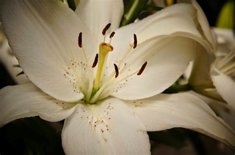 picture pistil pollen white bloom lily flower blossom flowers