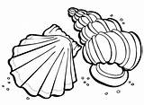 Clam Coloring Getdrawings Shell sketch template