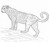 Jaguar Giaguari Printmania sketch template