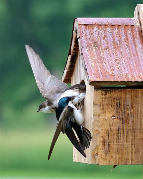 nesting tree swallows stock image image  bird nature