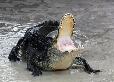 black alligator  water desicommentscom