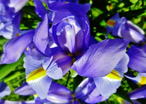 plant  grow perennial louisiana irises   types  iris dengarden