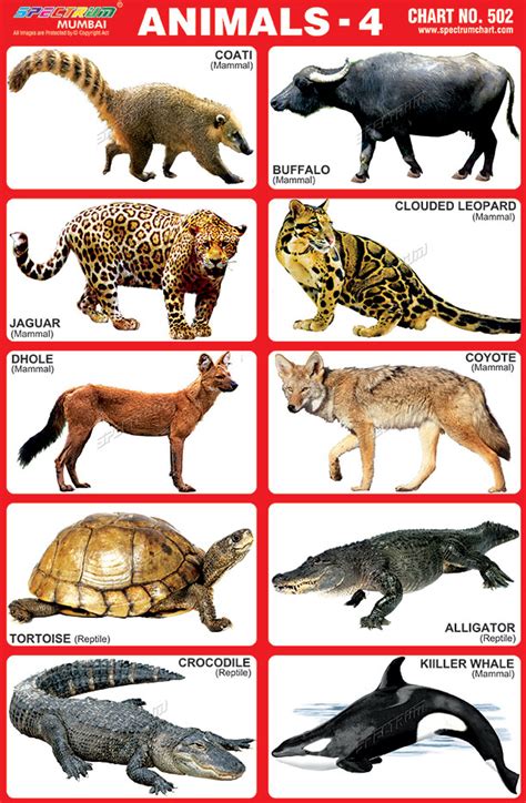 spectrum educational charts chart  animals