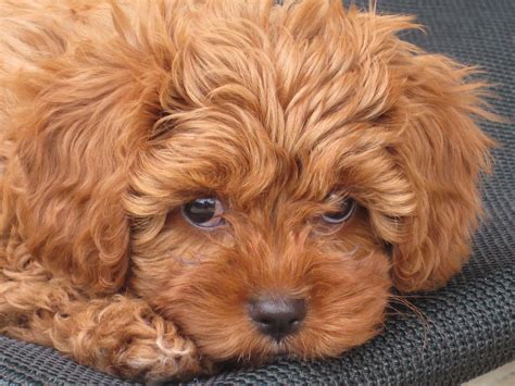 red toy cavoodle baby dogs cavapoo puppies puppy mom