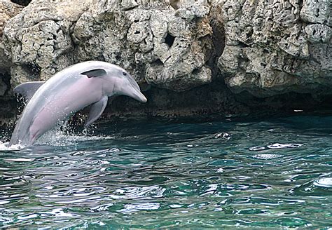 bottlenose dolphin   photo  freeimages