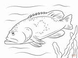 Grouper Coloring Pages Bluespotted Drawing Sea Dot sketch template