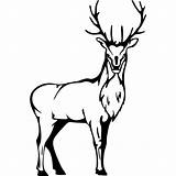 Deer Stag Clipart Line Drawing Head Clip Cliparts Decal Wall Red Stood Transfers Sticker Designs Coloring Clipartbest Clipground Clipartmag Use sketch template