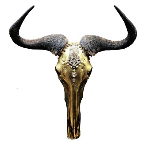 arabian sunset african wildebeest skull animal skulls skull wildebeest