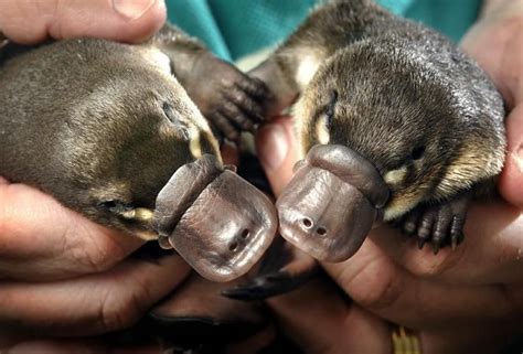 platypus pups australia sharon mcallister pixdaus baby platypus