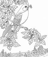 Robin Colorare Pajaro Disegni Kleurplaten Ausmalbild Flowers Pesco Primavera Dibujosyjuegos Dibujos Robins Supercoloring Adulte Gratuit Pj Coloringhome sketch template