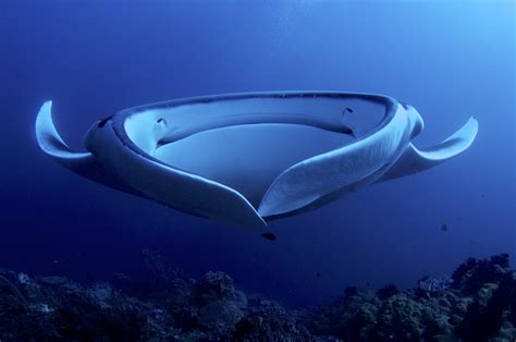 largest sea animals   world