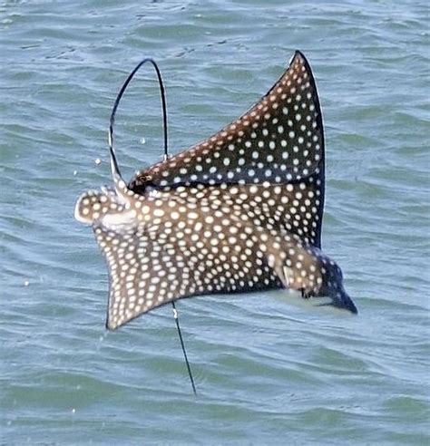 graceful swimmer spotted eagle ray