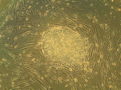 researchers control embryonic stem cells  light