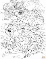 Toad Frog Rospo Colorare Sonoran Lionne Designlooter Coloriage Bullfrog Sheets sketch template