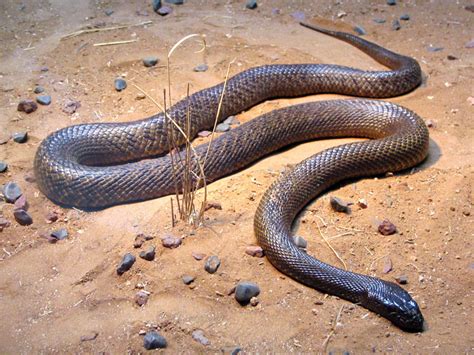 verdens giftigste slange se de  mest dodelige giftslanger