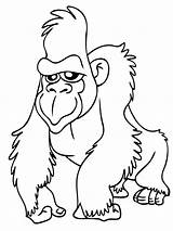 Coloring Pages Face Pig Drawing Gorilla Printable Kids Drawings Ape Color Animals Animal Two Print Jungle Baby Cartoon Soil Gordo sketch template
