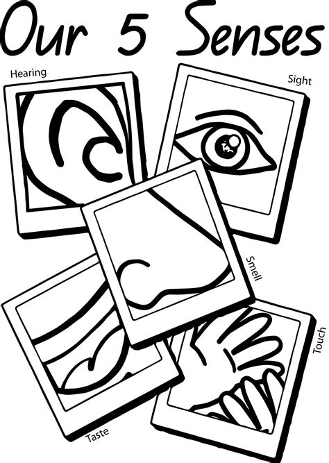 senses coloring pages    clipartmag