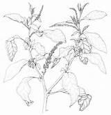 Phytolacca Poison Poisonous sketch template