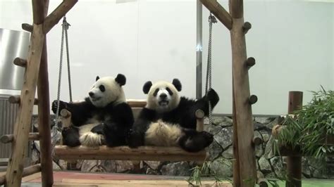 1 15 October 2011 Giant Panda Twin Cubs Kaihin And Youhin