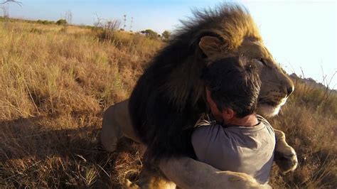 hombre abraza leones video
