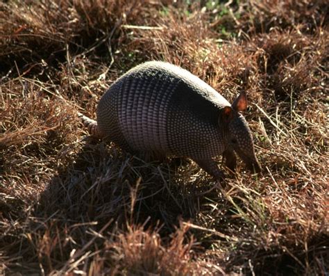 tight fit evolution   armadillos shell wired