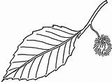 Leaf Coloring Pages Printable Kids Draw sketch template