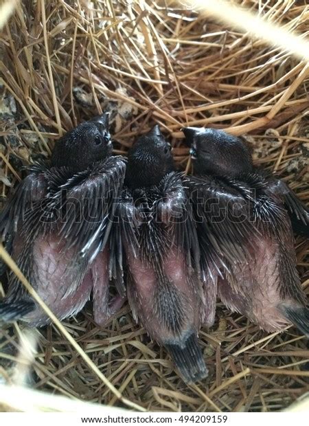 baby gouldian finch nest stock photo edit