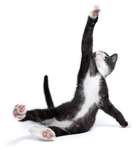 royalty  cat falling pictures images  stock  istock