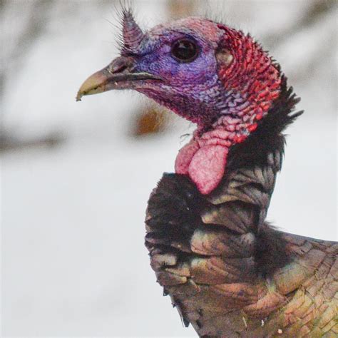 turkey head shot photograph  raymond  deuso