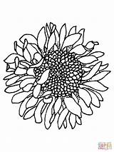 Sunflower Coloring Pages Head Printable Sunflowers Color Drawing Simple Outline Flower Realistic Silhouettes Template Clipart Vans Flowers Colouring Border Cliparts sketch template