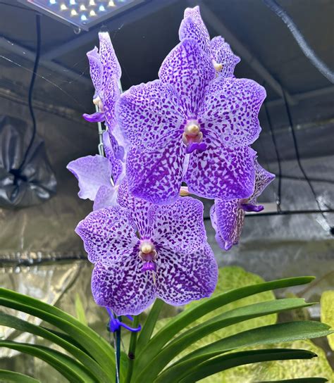 Showing Off Vanda Yano Blue ‘ploenpit R Orchids