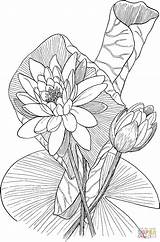 Coloring Lily Pages Water Printable Supercoloring Flowers Drawing Outline Odorata Nymphaea Flower Fragrant Lotus Drawings Color Adult Book Online Lilies sketch template