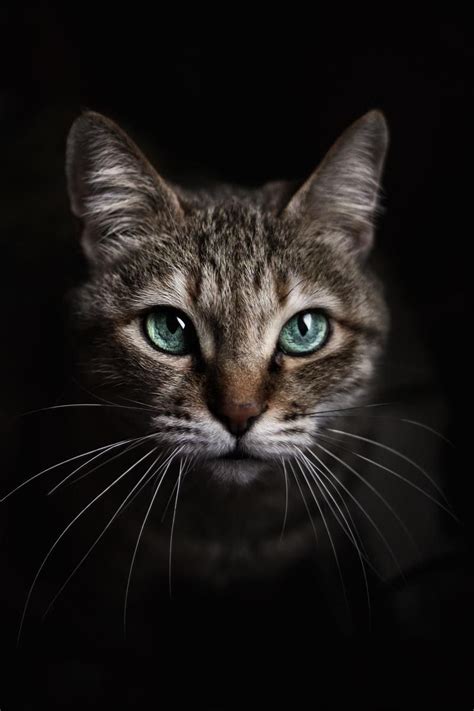 cat portrait photography alumn photograph