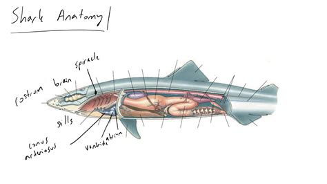 shark anatomy youtube