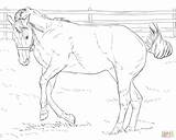 Coloring Pages Horse Realistic Printable Bucking Foal Appaloosa Friesian Horses Mare Drawing Getcolorings Color Getdrawings Print Limited Girls Colorings sketch template