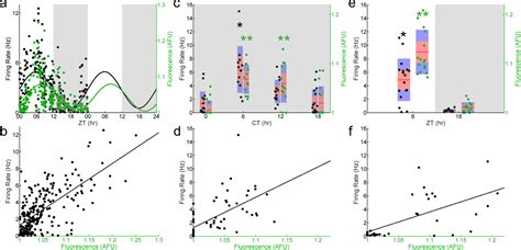 the core clock gene per1 phases molecular and electrical circadian