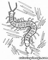 Centipede Coloring Pages Ghoul Tokyo Printable Getcolorings Kids Designlooter Unique Color 59kb 1000px Outstanding sketch template
