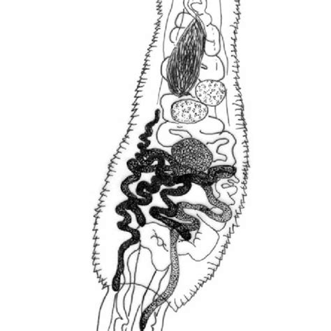 Pdf Digenean Trematodes Of Seriolella Porosa Pisces